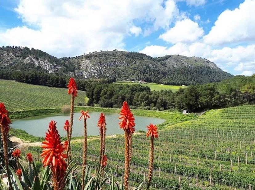 Agriturismo Tenute Pispisa Segesta Калатафими Екстериор снимка